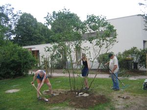 Die 3 Dinge, die man im Leben tun soll: Baum pflanzen, Haus bauen und Wohnprojekt gründen.